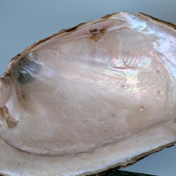 Pink Mussel Shells-Bundle- 6 Shells - Picture 5 of 9